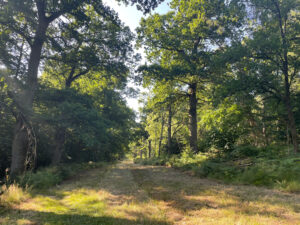 Die Kurfürstenallee: eine Allee riesiger, alter Eichen in einem Mischwald. Die Allee ist ca. 20 m breit, zwischen den Baumreihen ist Wiese und ein Waldweg 