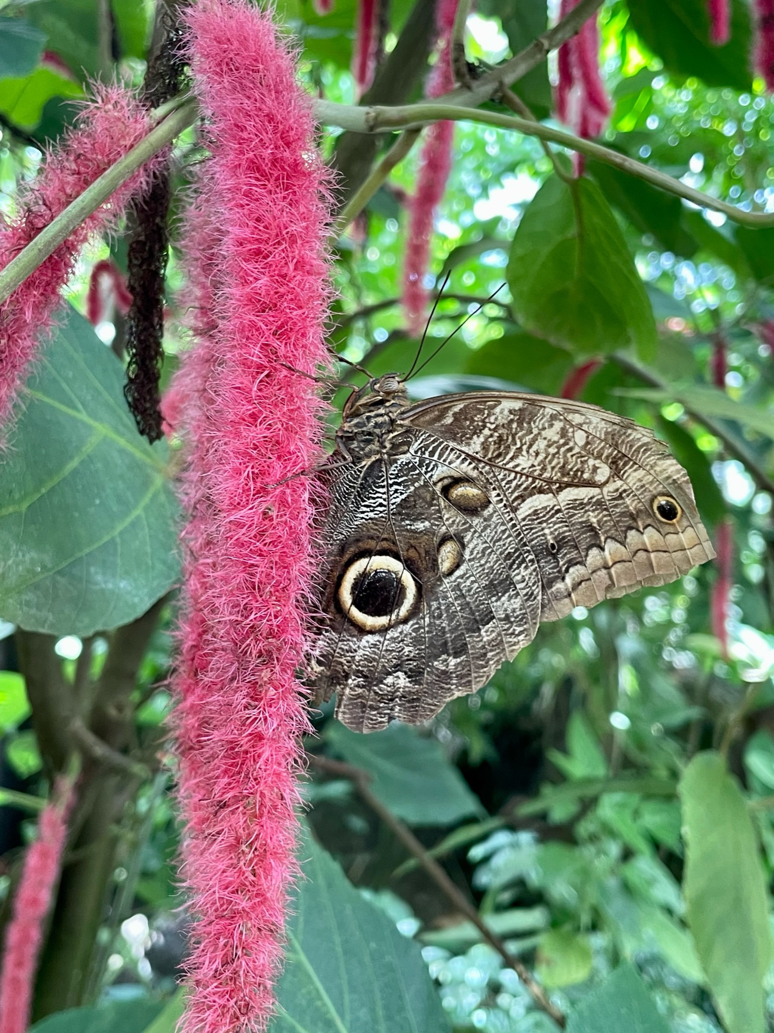Ein großer brauner Schmetterling, der auf einer rosa Fuchsschwanzblüte sitzt; von der Seite, so dass die Flügelunterseiten zu sehen sind. Auf dem Vorder- und Hinterflügel hat er je einen Augenfleck