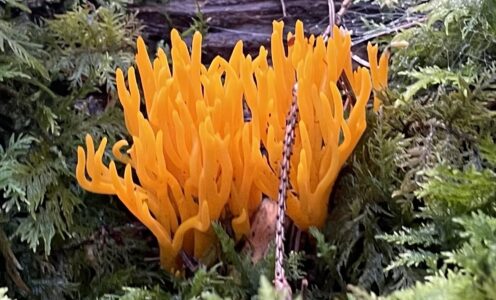 Brittas heutige Weg-Entdeckungen