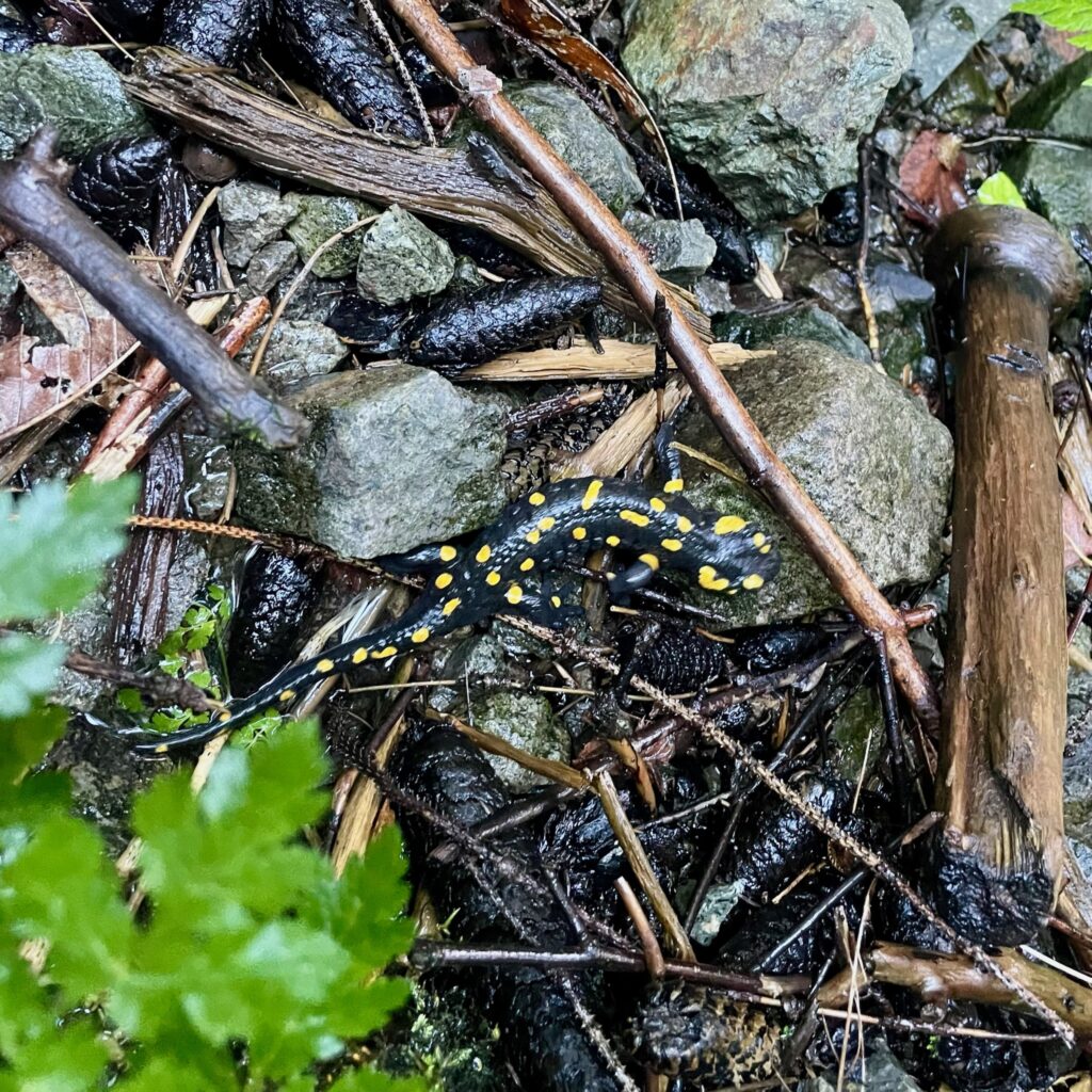 Salamander-Wanderwetter