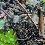 Salamander-Wanderwetter