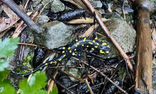 Tag 82 des Wanderabenteuers